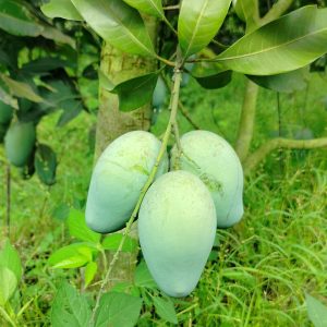 আম্রপালি ২২ কেজি