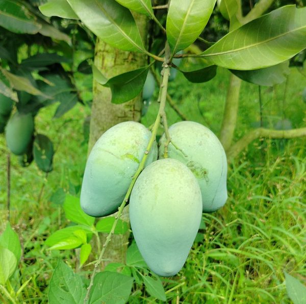 আম্রপালি ২২ কেজি