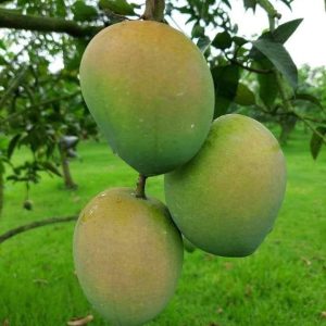 হাড়িভাঙ্গা ১২ কেজি
