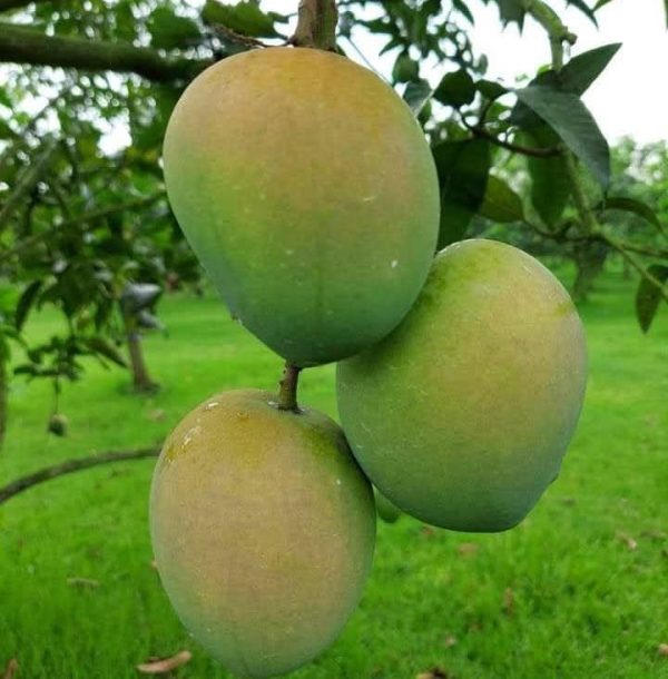 হাড়িভাঙ্গা ১২ কেজি