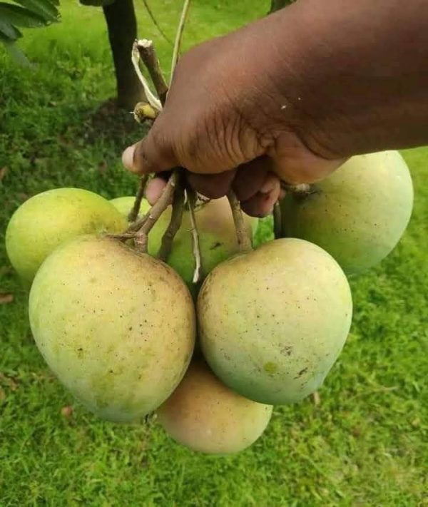 হাড়িভাঙ্গা ১২ কেজি - Image 4