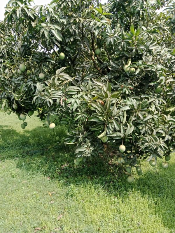 হাড়িভাঙ্গা ১২ কেজি - Image 5