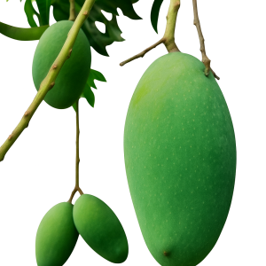 নাক ফজলি ২৪ কেজি (Nak Fajli 24kg)