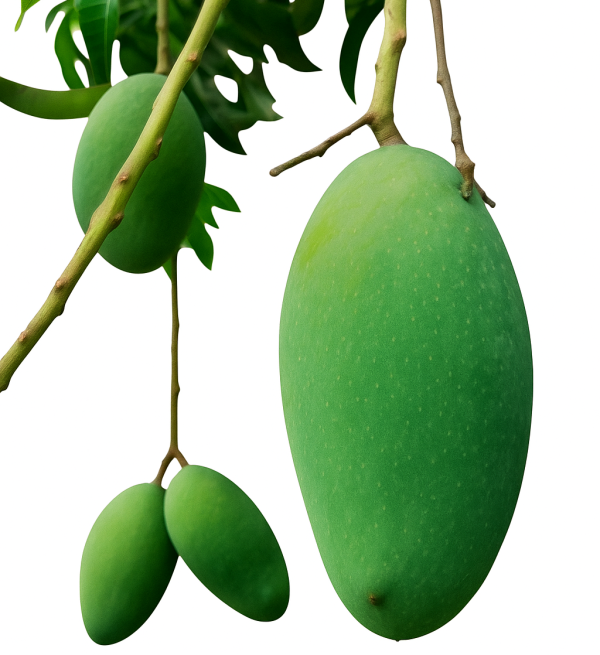 নাক ফজলি ১০ কেজি (Nak Fajli 10kg)
